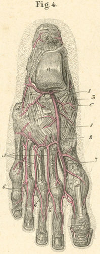 Arteries of the dorsum of the right foot