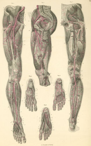 Plate 21: The arteries of the pelvis, thigh, leg and foot.