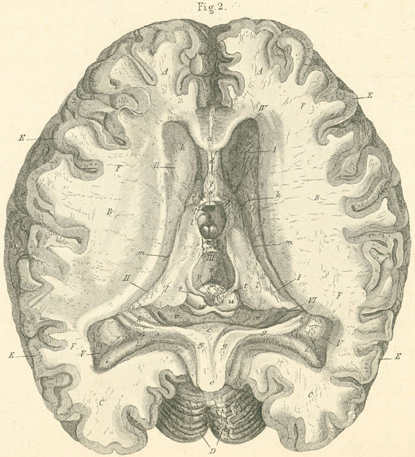 Inner surface of the brain, seen from above