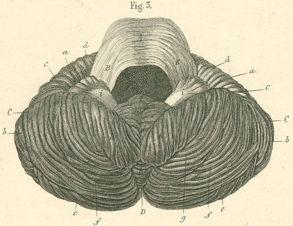 Inferior surface of the cerebellum, after removal of the medulla oblongata