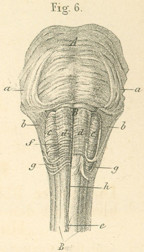 Pons (Varoli) and medulla oblongata with the internal fibers of each
