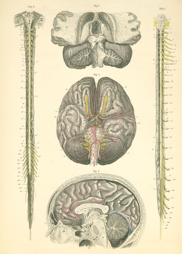 Plate 24: Brain (with its arteries) and the spinal cord.