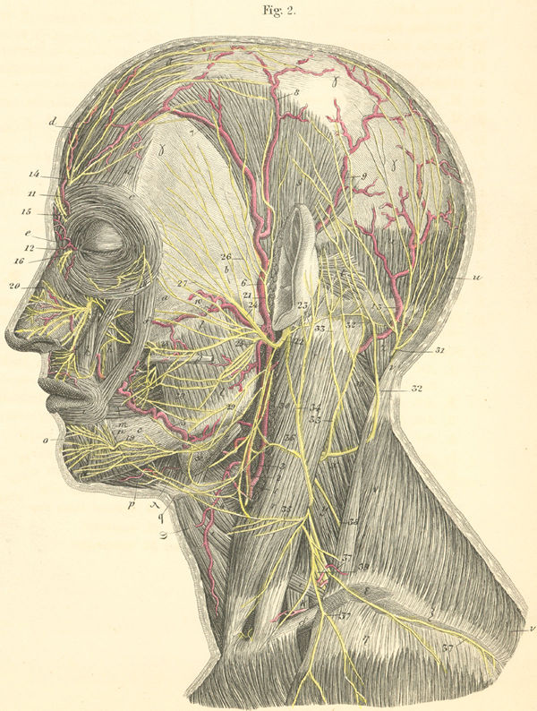 Superior view of the nerves of the head and neck (left side)