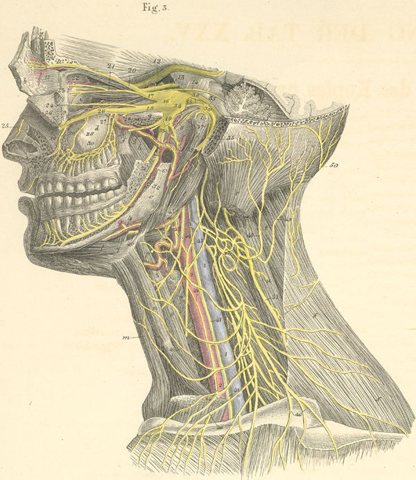 Deep nerves of the head and neck (left side)