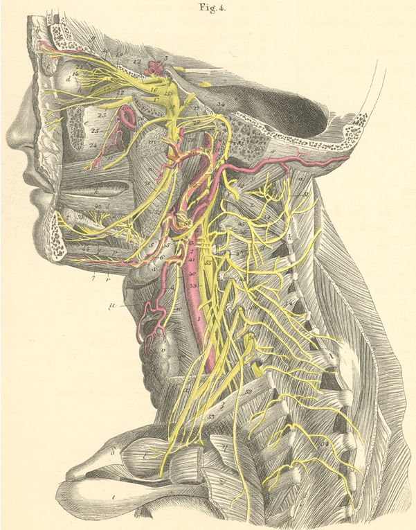 anatomy atlas