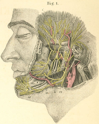 The deep nerves of the face (the left half)