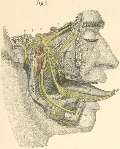 The deep branch of the 3 branches of the trigeminal nerve