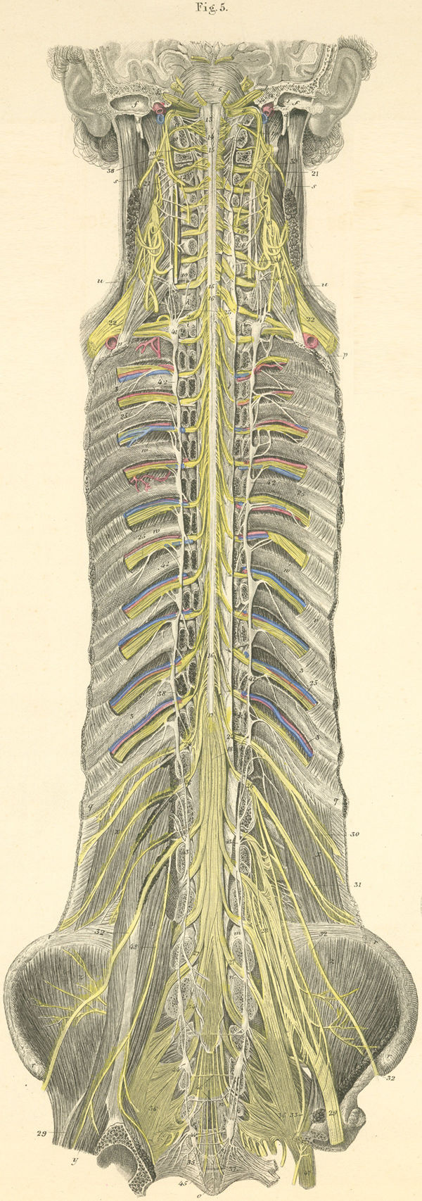 The anterior surface of the spinal cord