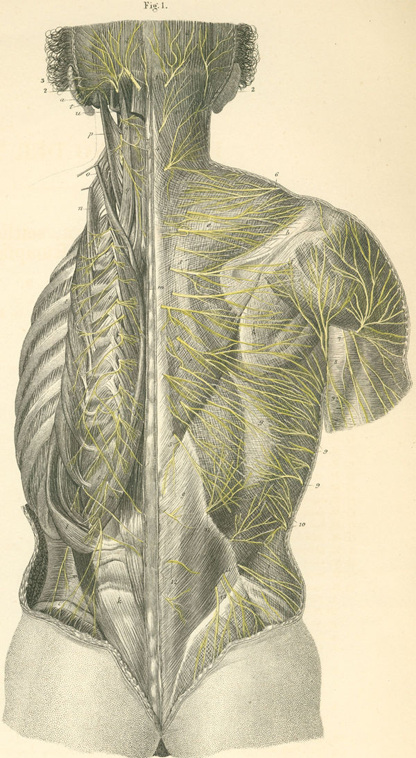 Superficial and deep nerves of the back