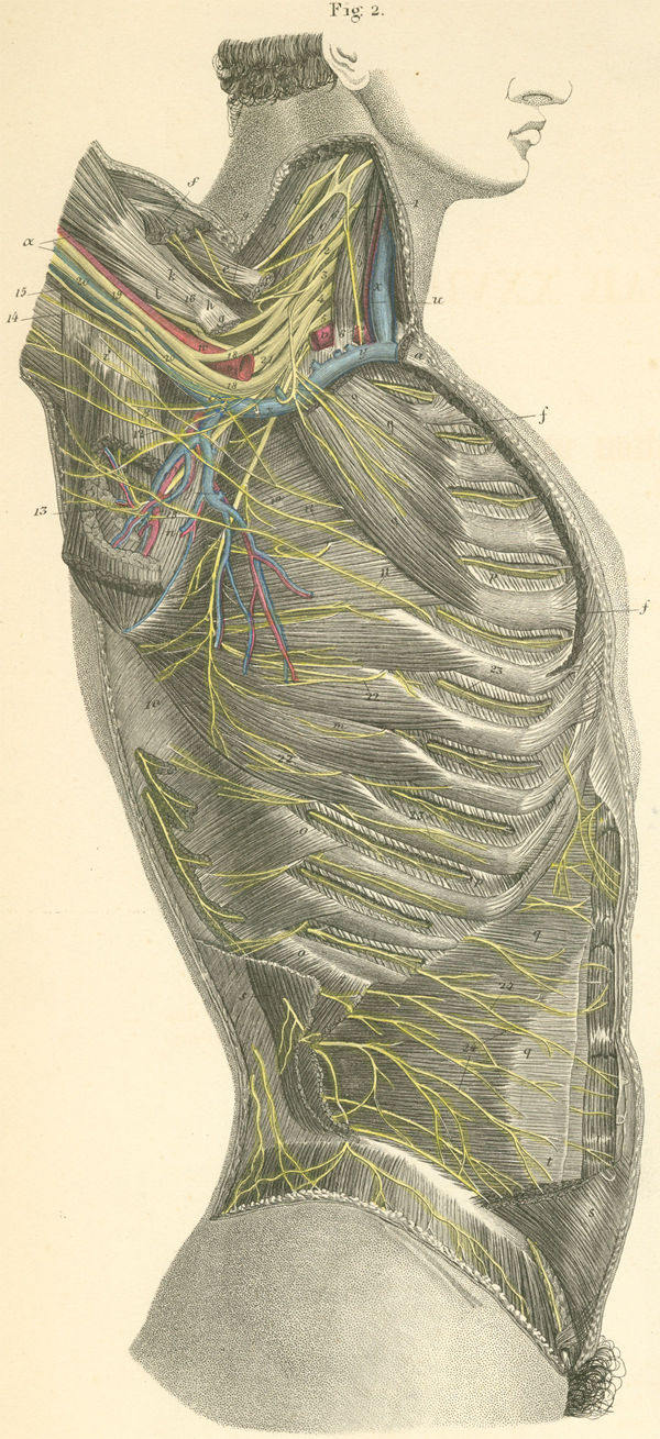 Nerves of the right axilla and lateral surface of the thorax.
