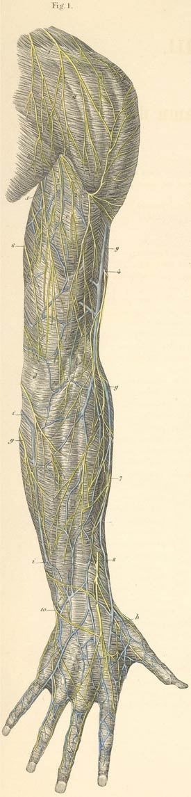 The cutaneous nerves of the posterior surface of the (right) upper limb