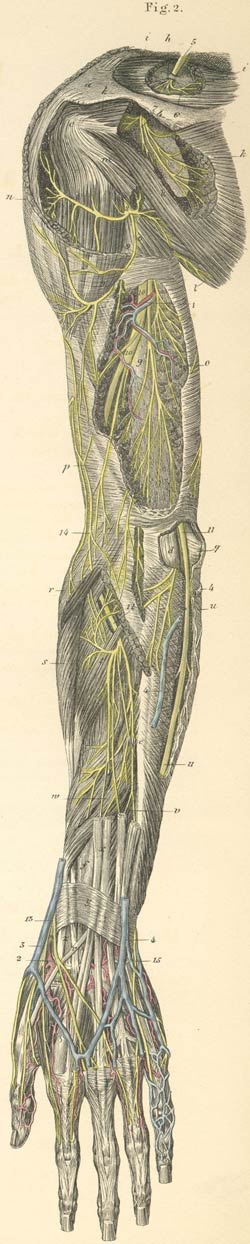 Deep nerves of the posterior surface of the left arm