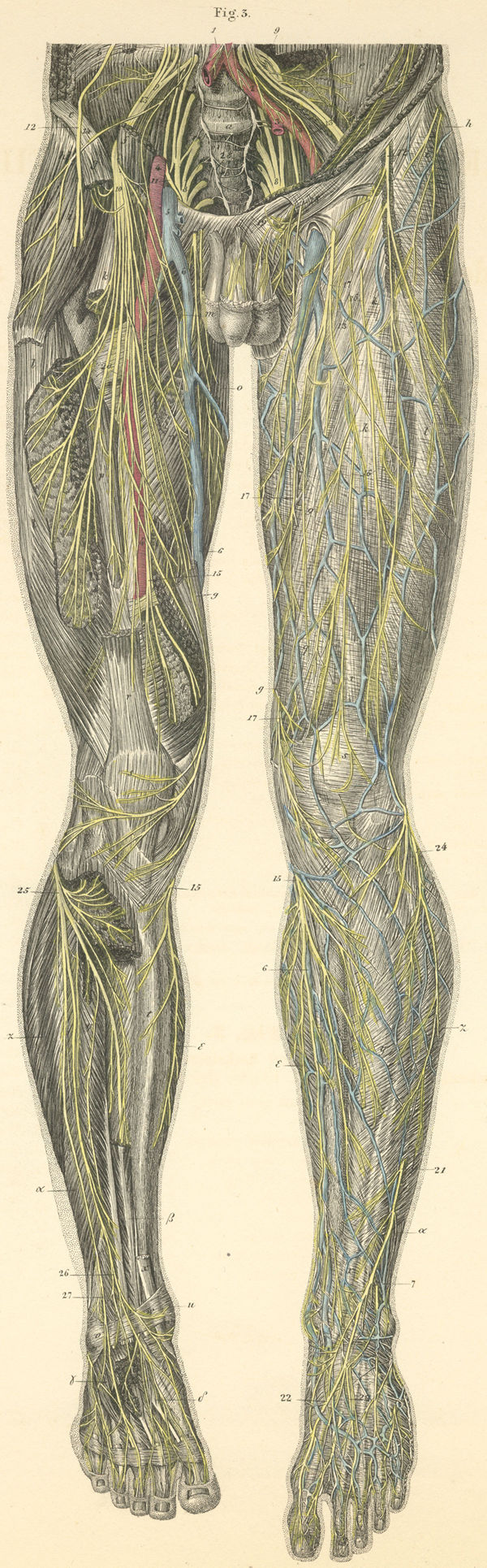 Skin and muscle nerves of the anterior surface of the left leg