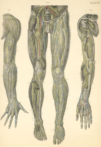 Plate 28: Nerves of the dorsal surface of the upper limb and of the