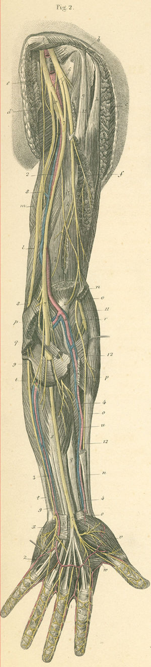 Deep muscular nerves  of the left arm