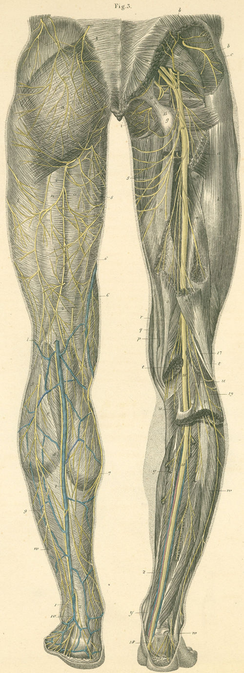 Skin and muscle nerves on the posterior surface of the pelvis and leg