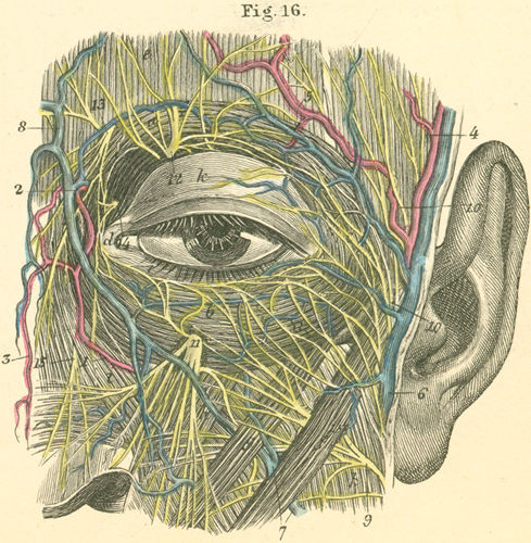 The left eye of the dissected face, with its muscles and nerves