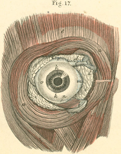 The outer and inner muscles of the (right) eye
