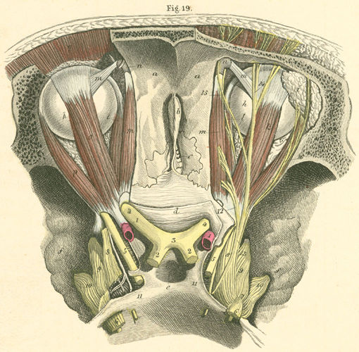 Both orbital cavities, opened from above, with their muscles and nerves
