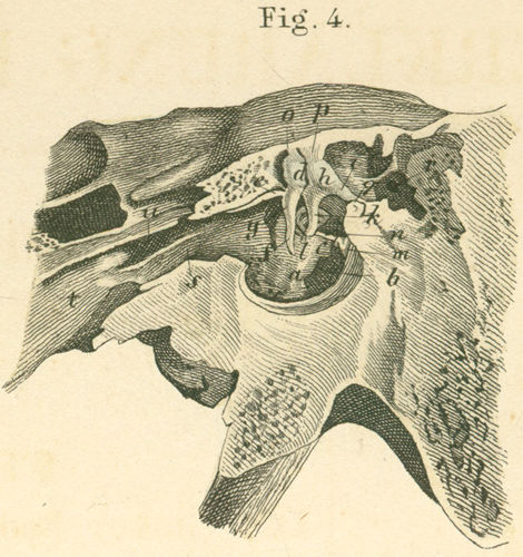 The left tympanic cavity with auditory ossicles.