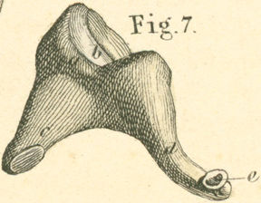 Incus (of left ear)