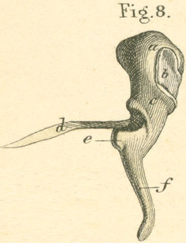 Hammer (malleus), of left ear