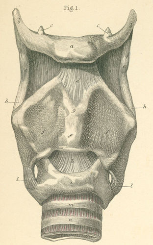 The bony basis of the larynx, seen from the front.