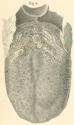 Upper or dorsal surface of the tongue with their taste buds