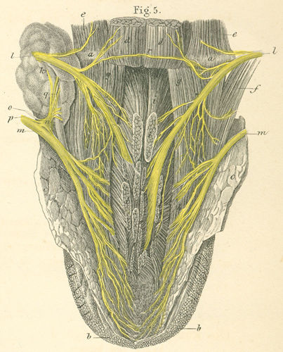 The inferior surface of the tongue with its muscles and nerves