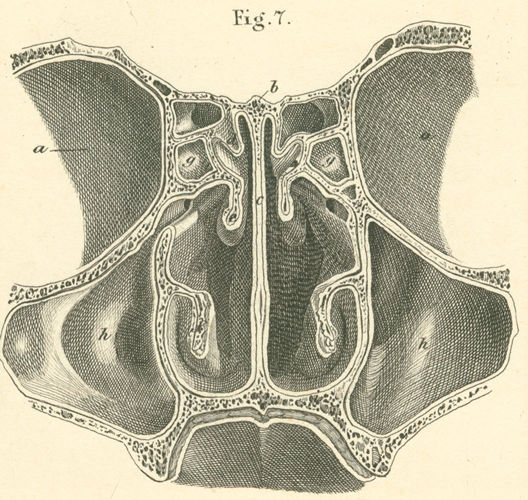 Nasal cavity, middle cross section, seen in front