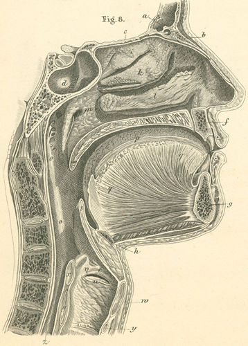Ventricle Of Larynx