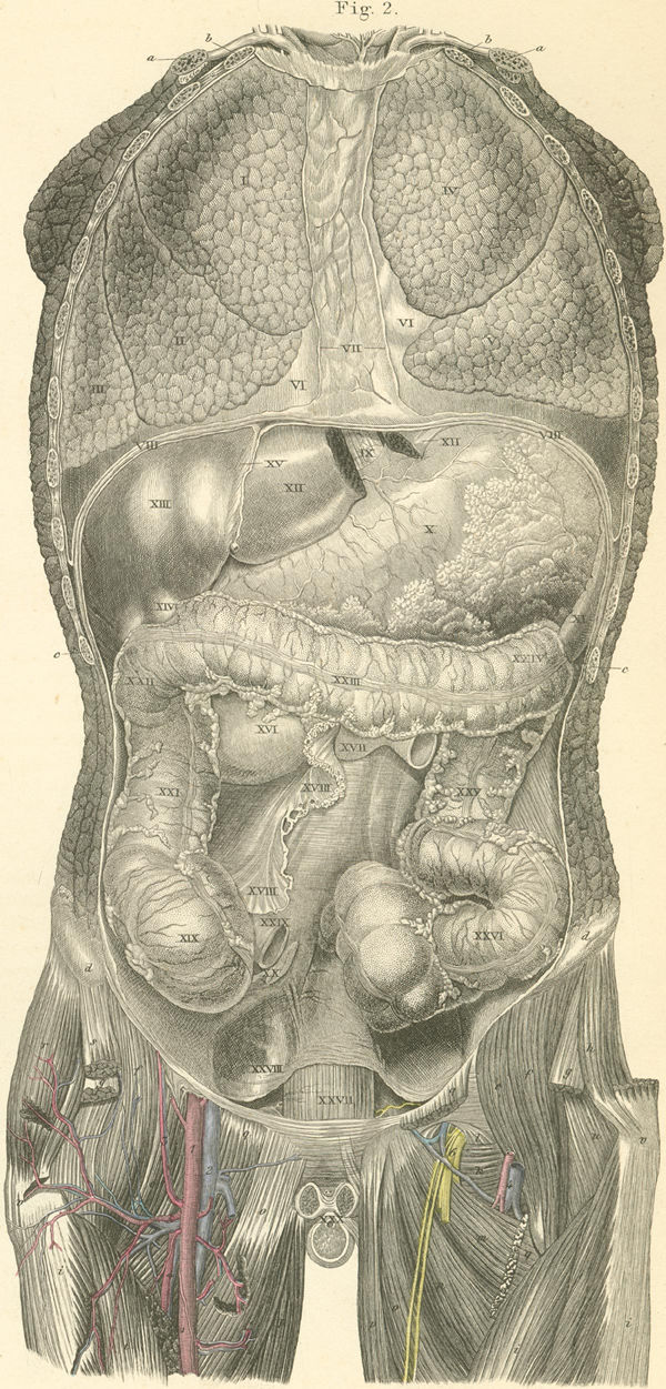 The abdominal viscera seen after removal of the mesentery
