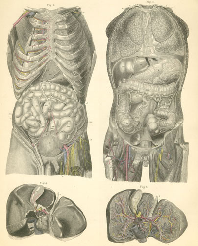 Plate 33: Organs of the thorax and abdomen.