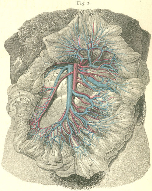 The jejunum and ileum and elevated colon, with their blood vessels