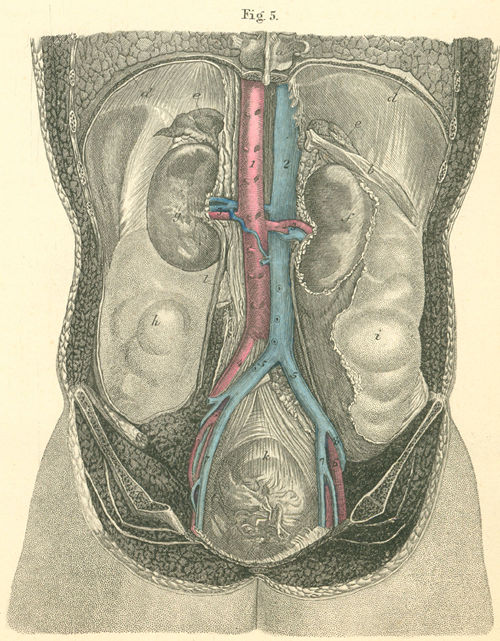 The posterior abdominal wall