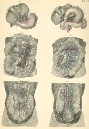 Plate 34: Digestive system of the abdominal cavity.