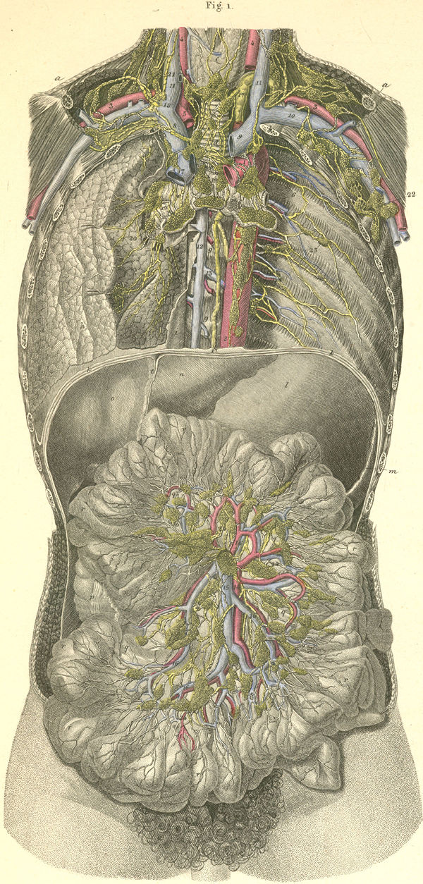 The thoracic and abdominal cavities are opened from the front