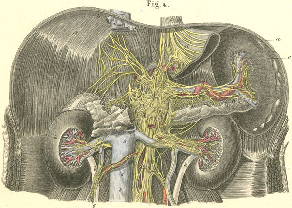 The celiac (s. solar) plexus with surrounding organs