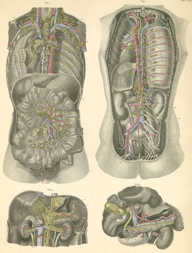 Plate 35: Thoracic and abdominal viscera (seen from ventral and dorsal sides).