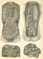 Plate 35: Thoracic and abdominal viscera