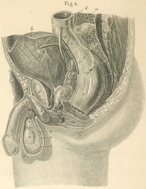 The outer and inner parts of male sex organs