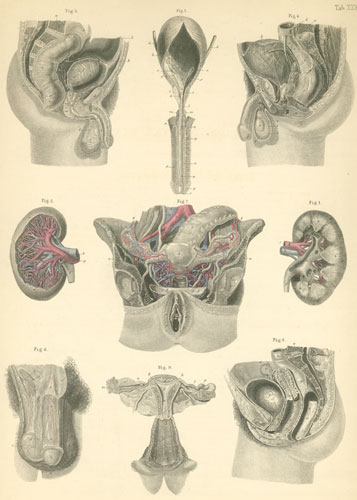 Plate 36: Urinary and sex organs.