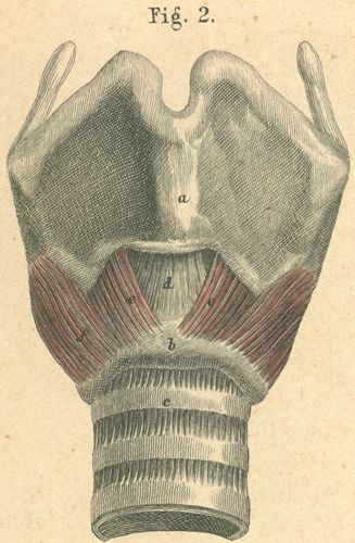Larynx with muscle, viewed from the front
