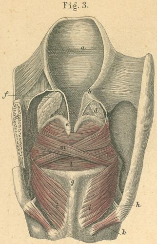 Larynx with muscle, viewed from behind