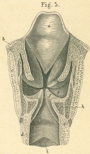 Coronal section through the larynx and cranial end of the trachea