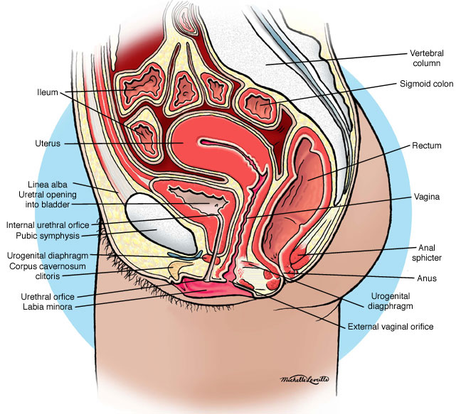 cross section of woman