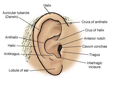 The External Ear