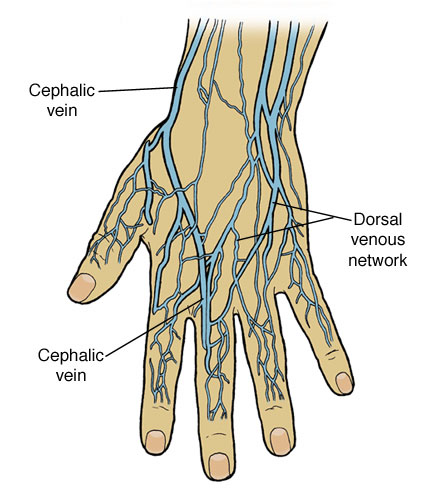General differences between arteries and veins have been summarised below 