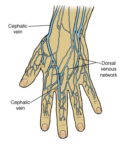 Arm Vein Map