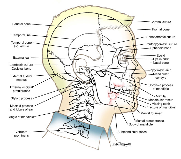 Jaw Break